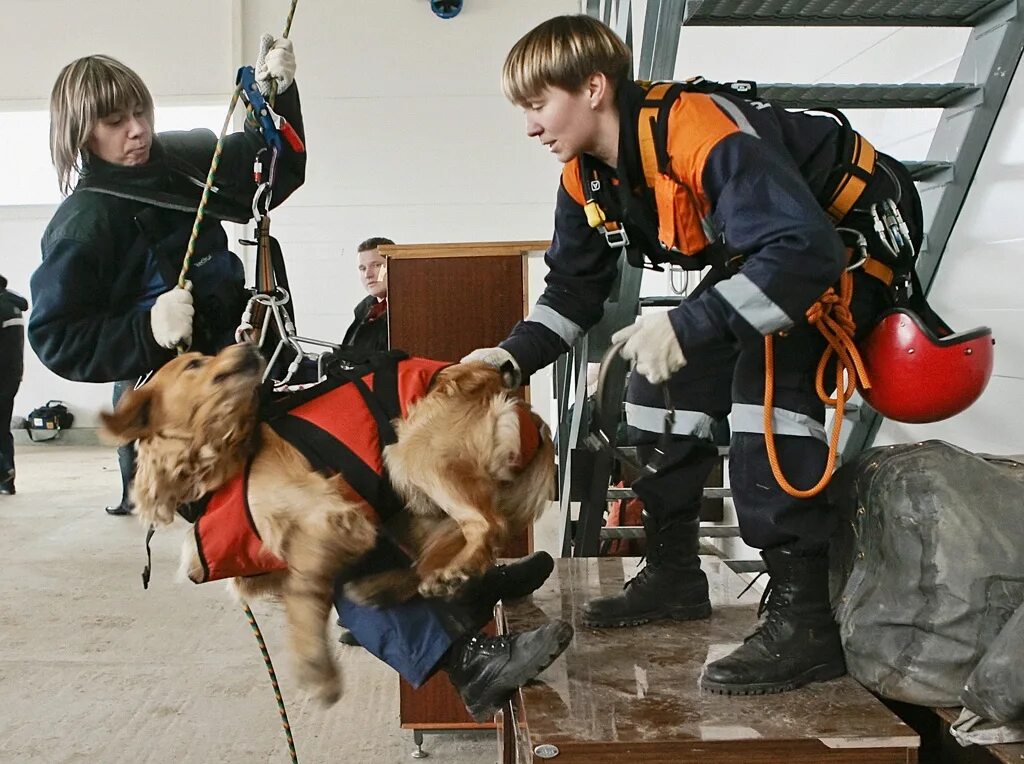 Поисково спасательные собаки. Поисково-спасательная служба собак. Спасатель. Профессия МЧС. Необходимо помнить то любая спасательная