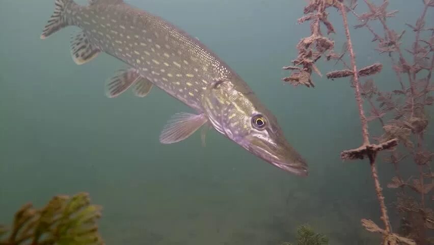 Обыкновенная щука (Esox Lucius). Рыбы реки Камы. Животные реки Кама. Река Кама рыбы.