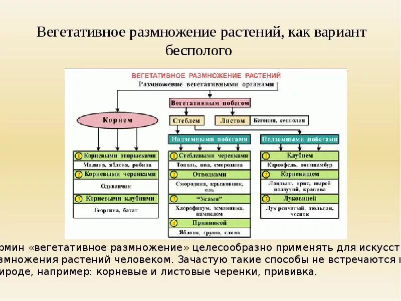 Приведите пример вегетативного размножения растений - найдено 90 картинок