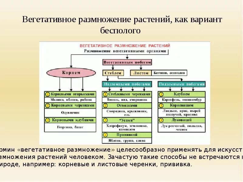 Вегетативное размножение растений примеры таблица. Схема по биологии способы размножения растений. Типы вегетативного размножения растений 6 класс биология. Способы вегетативного размножения растений таблица с примерами 6. Схема способы размножения растений 6 класс.