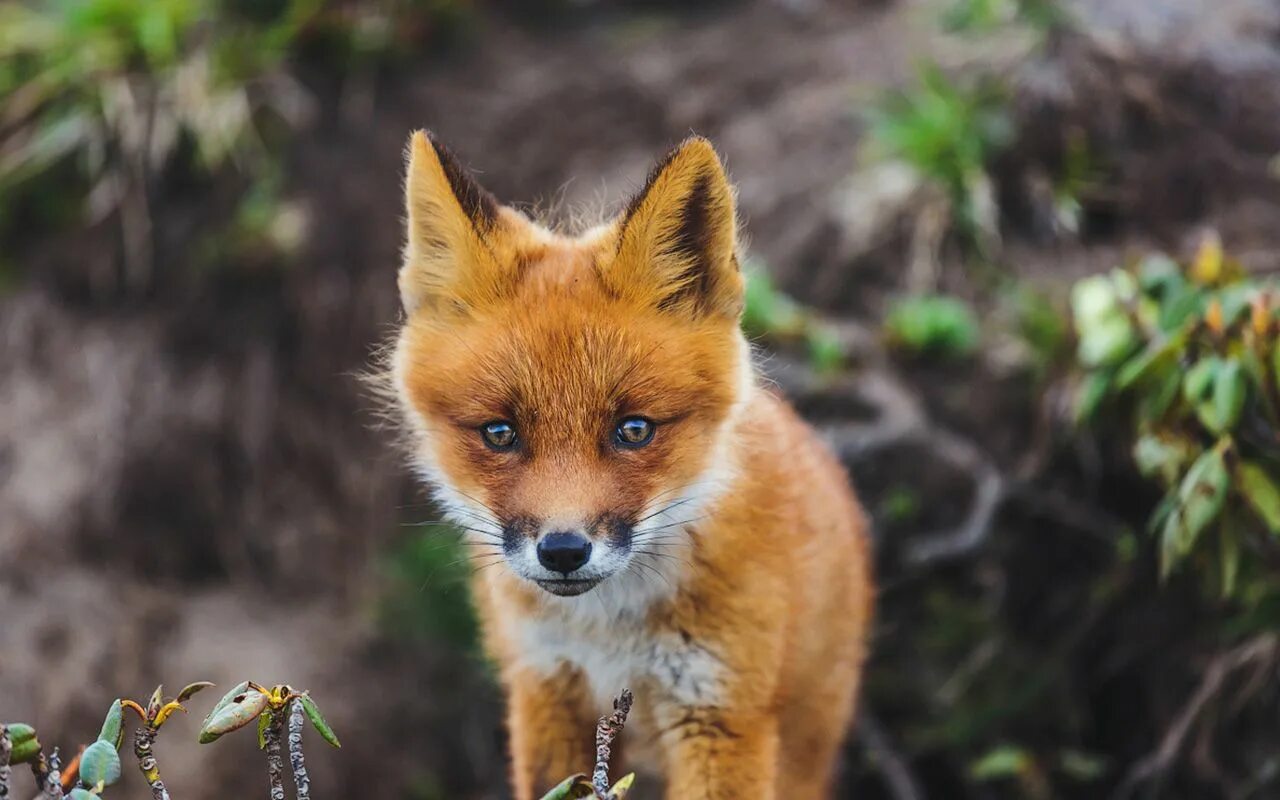 Лиса. Лиса животное. Красивые лисы. Лисички животные. Fox russia