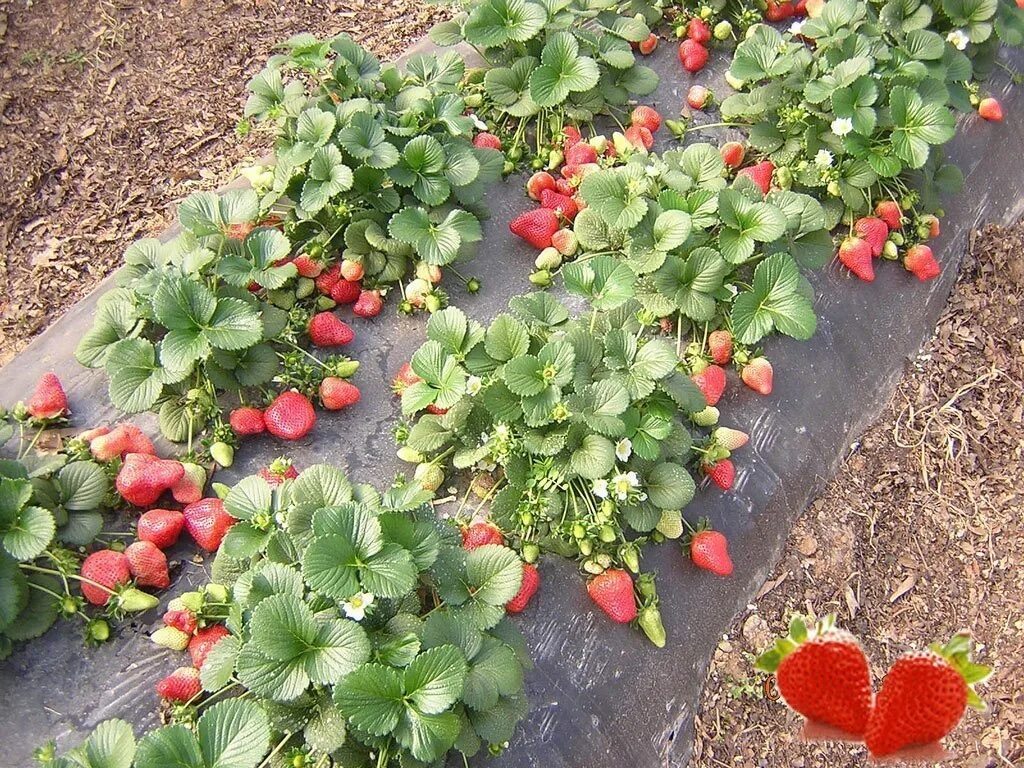 Клубника в огороде. Грядки для ягод. Грядки для клубники. Ремонтантная клубника грядки. Клубника хоней на грядке.