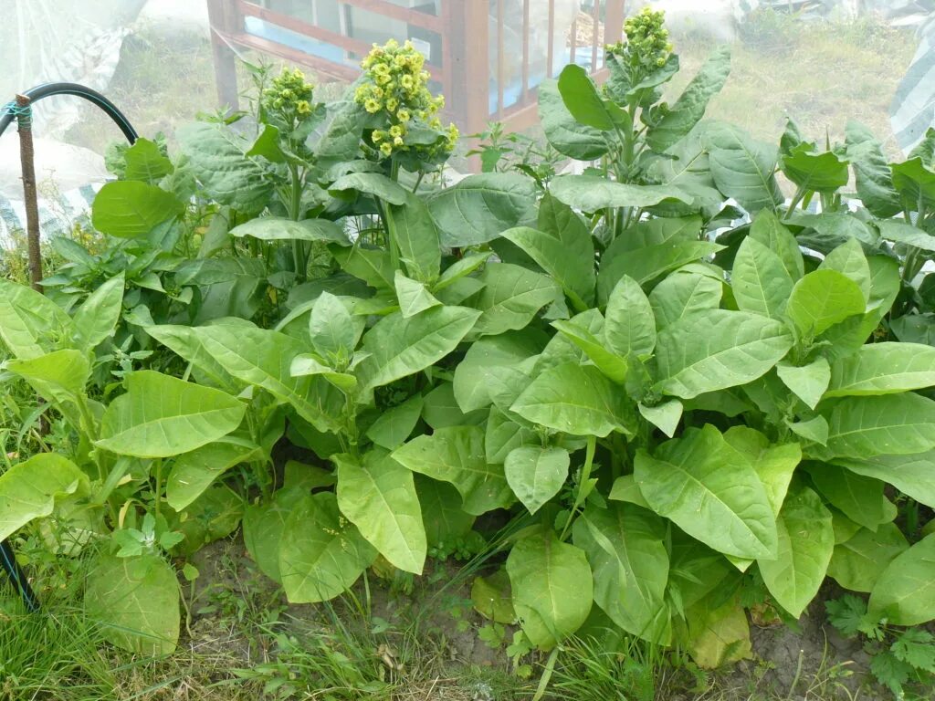 махорка сигареты ссср. табак махорка. махорка деревенский табак. махорка. табак деревенский самосад.