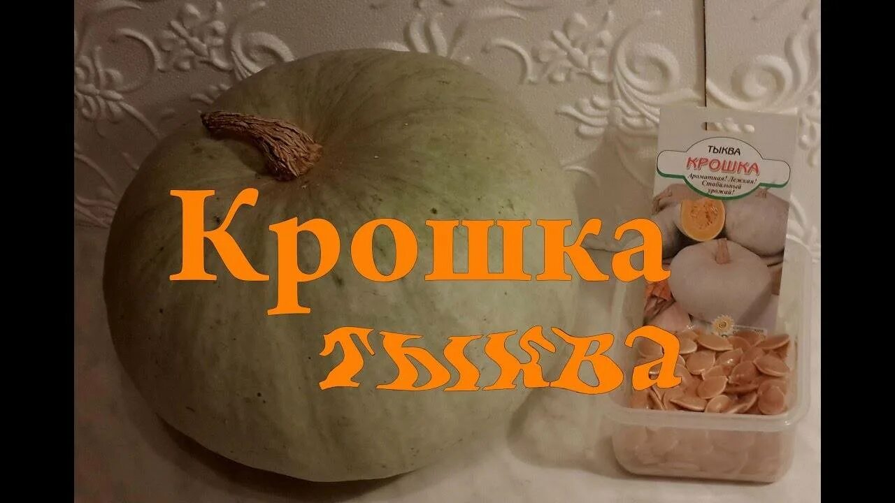 Медовая крошка. Тыква крошка. Тыква Кроха. Тыква медовая крошка. Тыква сорт крошка.