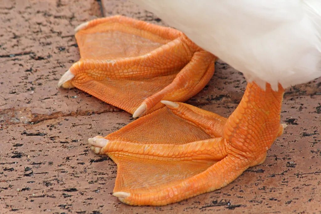 Child goose man foot mouse. Goose geese foot feet. goose foot. вкладыш togo shell goose foot. goose foot clothes.