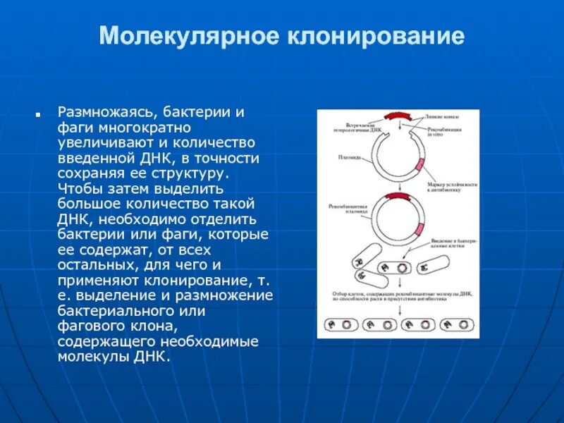Для чего нужно клонирование. Молекулярное клонирование. общая схема клонирования. молекулярное клонирование бактерий. общая схема молекулярного клонирования.