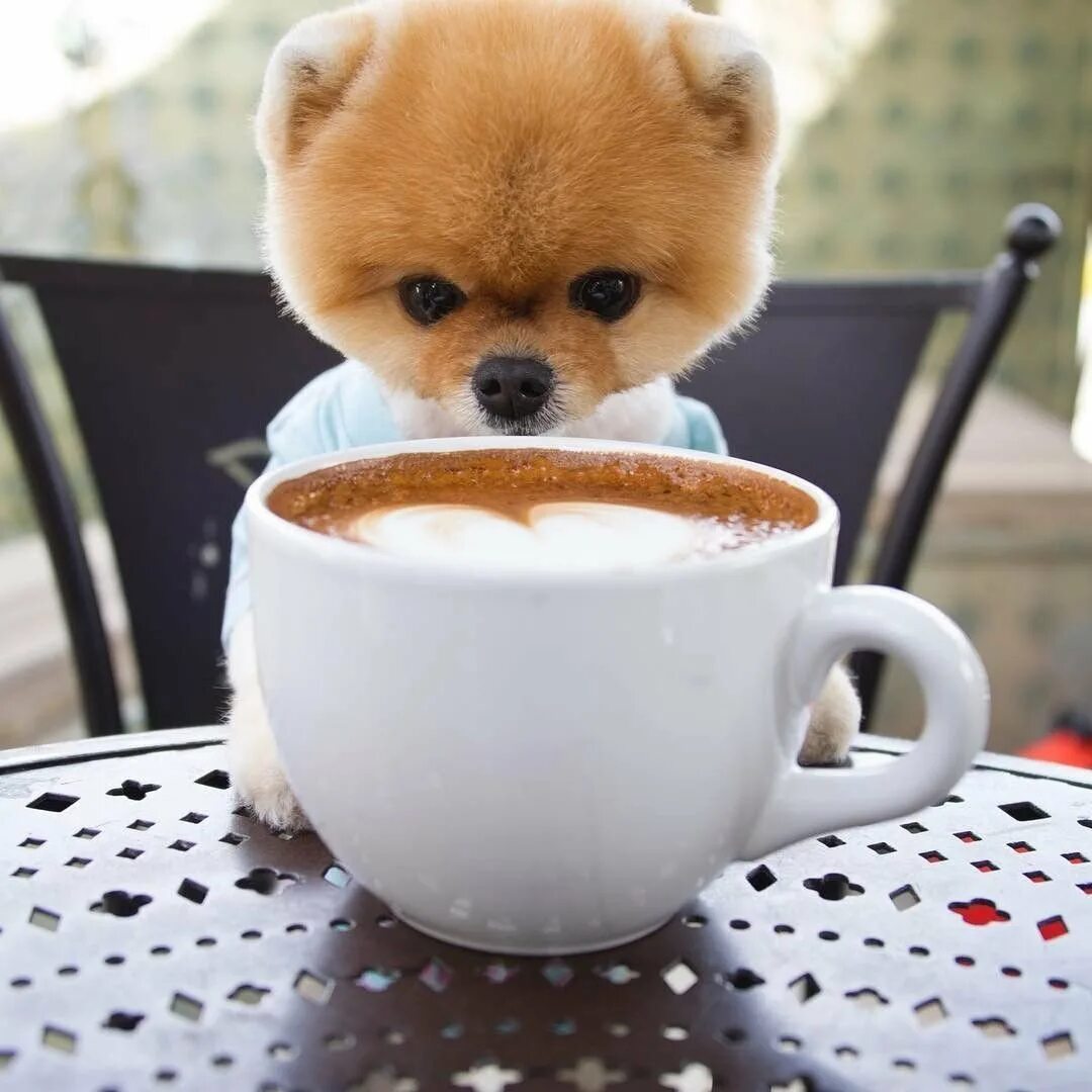 Доброе утро с собакой. Померанский шпиц Teacup.. Доброе утро с собачками. Щенок. Доброе утро!. Милые щенки доброе утро.