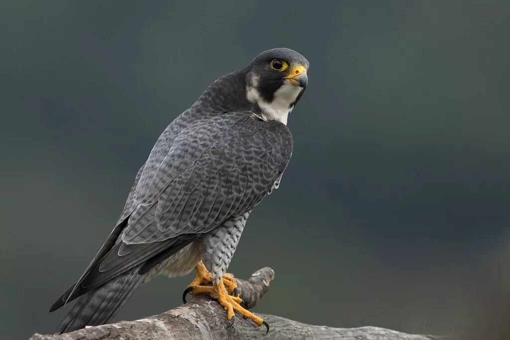 Сапсан птица. Сокол Сапсан фото. Сапсан животное. Сапсан самец. Fastest bird