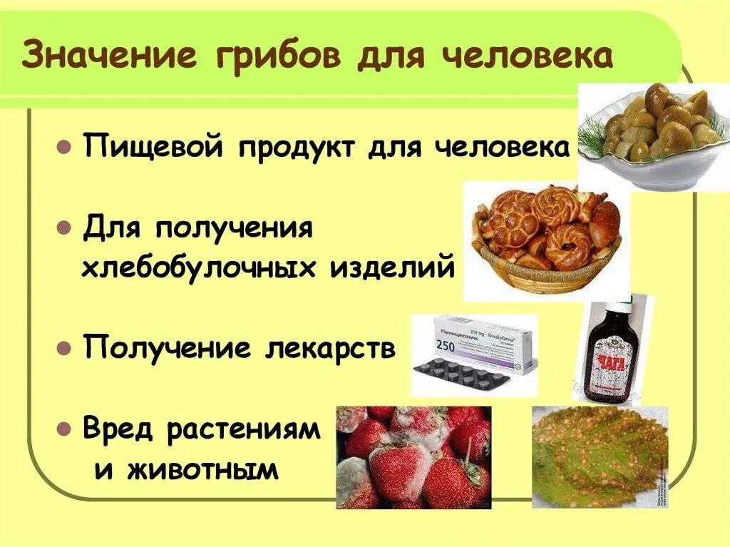 Сообщение значение грибов в природе. Роль грибов 5 класс биология. Значение грибов в природе 5 класс биология таблица. Значение грибов в природе и жизни человека. Значение грибов для человека.