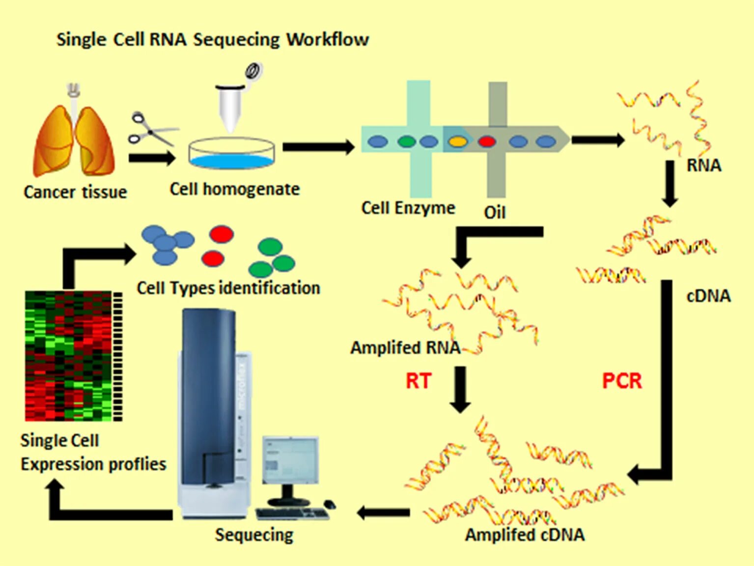 Single cell. Single Cell RNA sequencing. Single Cell RNA seq. Single Cell RNA секвенатор. RNA seq принцип.