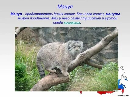 Манул доклад 2 класс