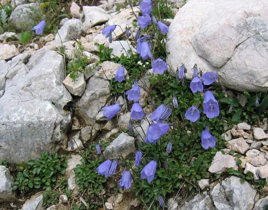 Campanula cochleariifolia. Колокольчик Карпатский (Campanula Carpatica). Колокольчик Карпатский в альпинарии. Колокольчик посадка и уход в открытом