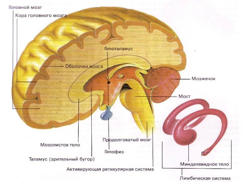 Подкорка головного мозга. Подкорковые структуры головного мозга. Подкорковые структуры головного мозга схема.