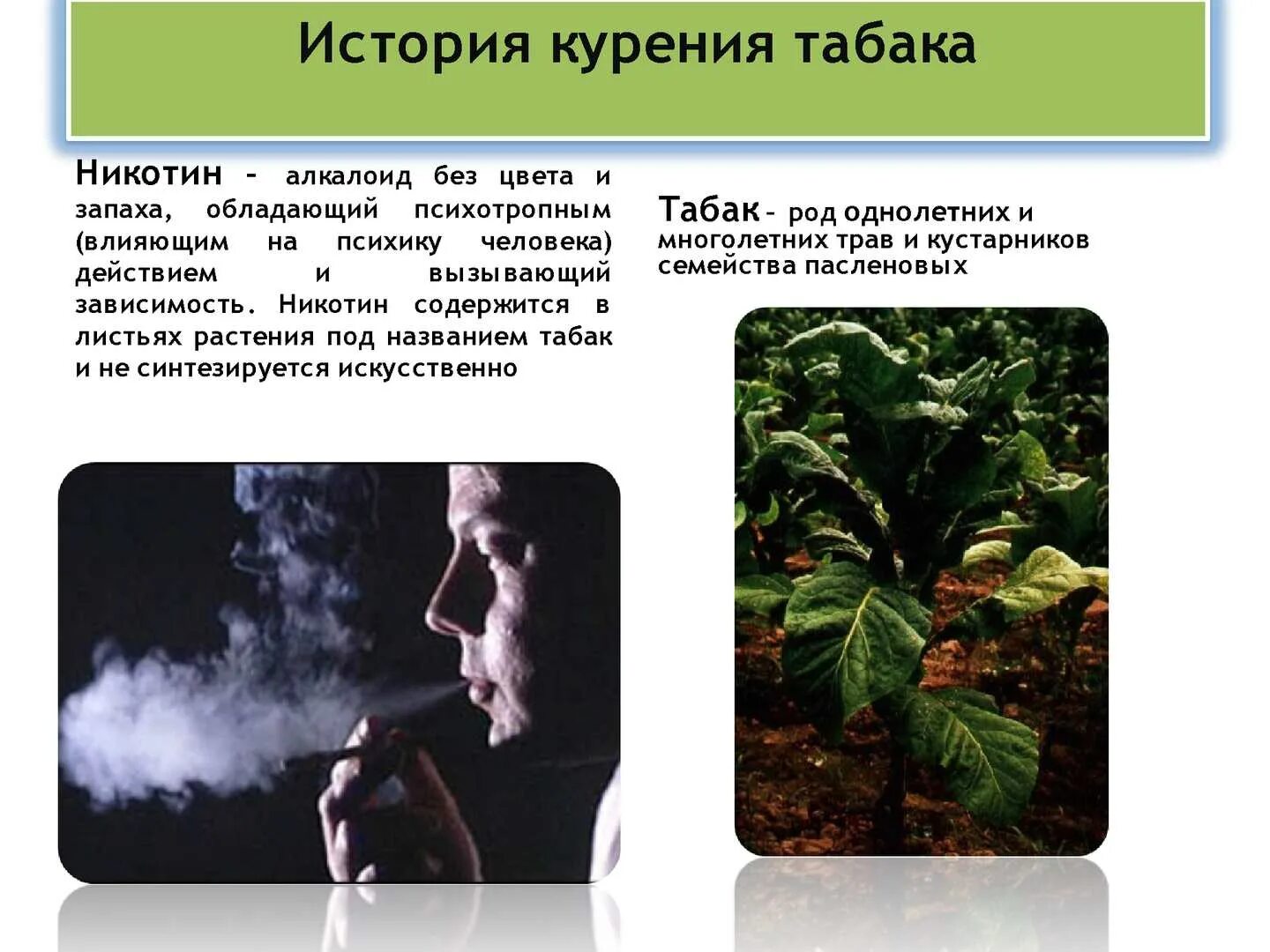 Курил махорку. Табак курение. История курения табака. Табак для презентации. Никотин в табаке.