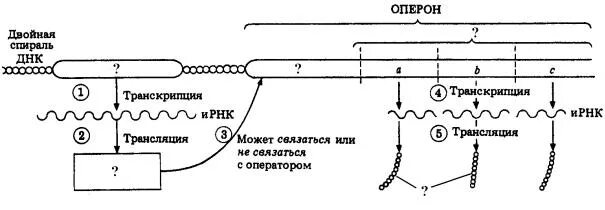 Оператор транскрипция