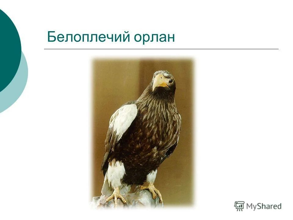 Хх орел работа. Ул московская 20 орел. Никополь копи центр фото. Хх орел работа. Орёл октябрьская 213.
