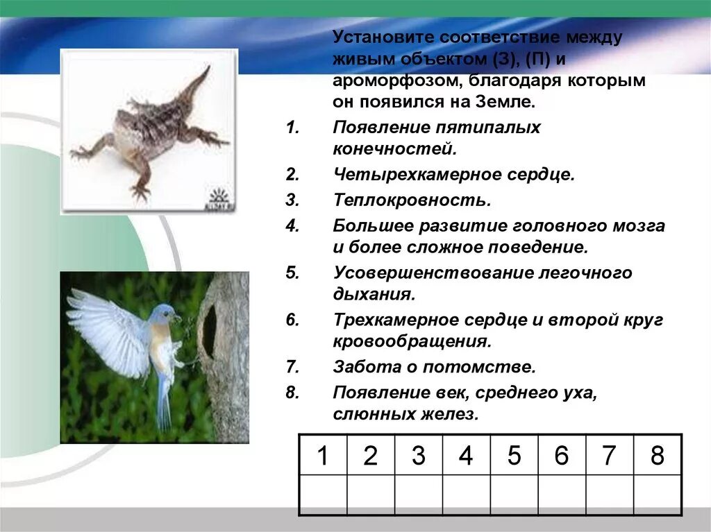 Появление теплокровности у птиц. Ароморфозы земноводных. Появление пятипалой конечности ароморфоз. Класс земноводные ароморфозы. Возникновение теплокровности Эра.