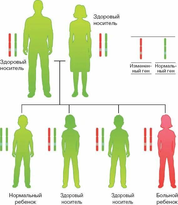 Как передаются гены. Как передаются гены ребенку. Что такое гены для детей. Распределение генов в ребенке. Гены передаются от матери