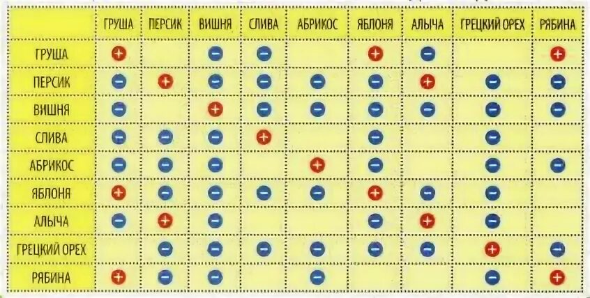 Можно ли рядом со сливой. Соседство плодовых деревьев и кустарников таблица. Совместимость плодовых деревьев и кустарников в саду таблица. Совместимость кустарников и плодовых деревьев на участке. Таблица совместимости плодовых деревьев в саду.