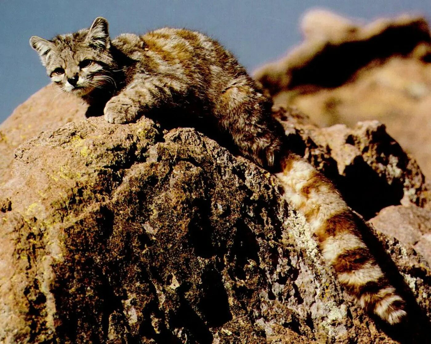 Кот живущий в горах