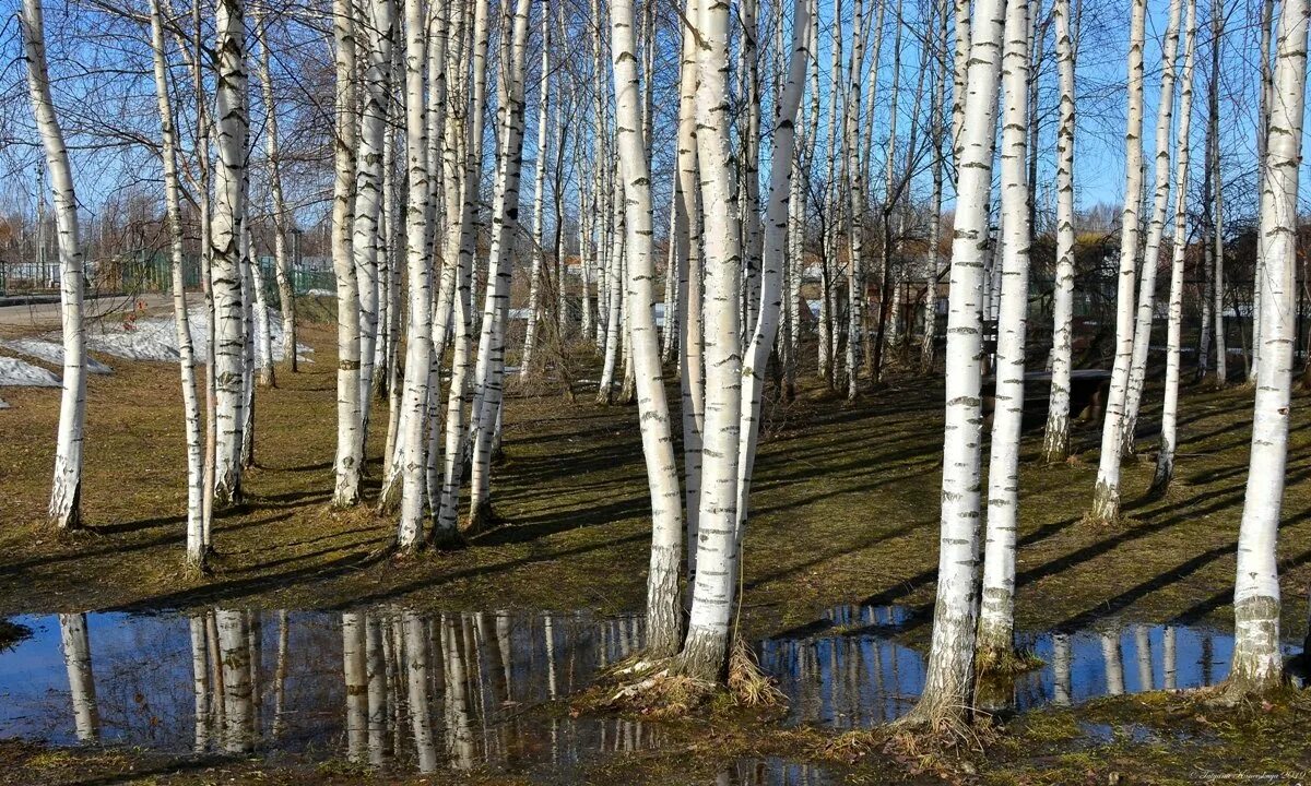 Фотография март 7. Март береза. Весенняя береза. Береза весной.