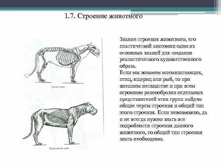 Строение животного. Строение зверей. Внешнее строение зверей. Строение животных для детей.