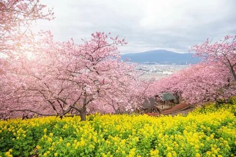 Spring japan