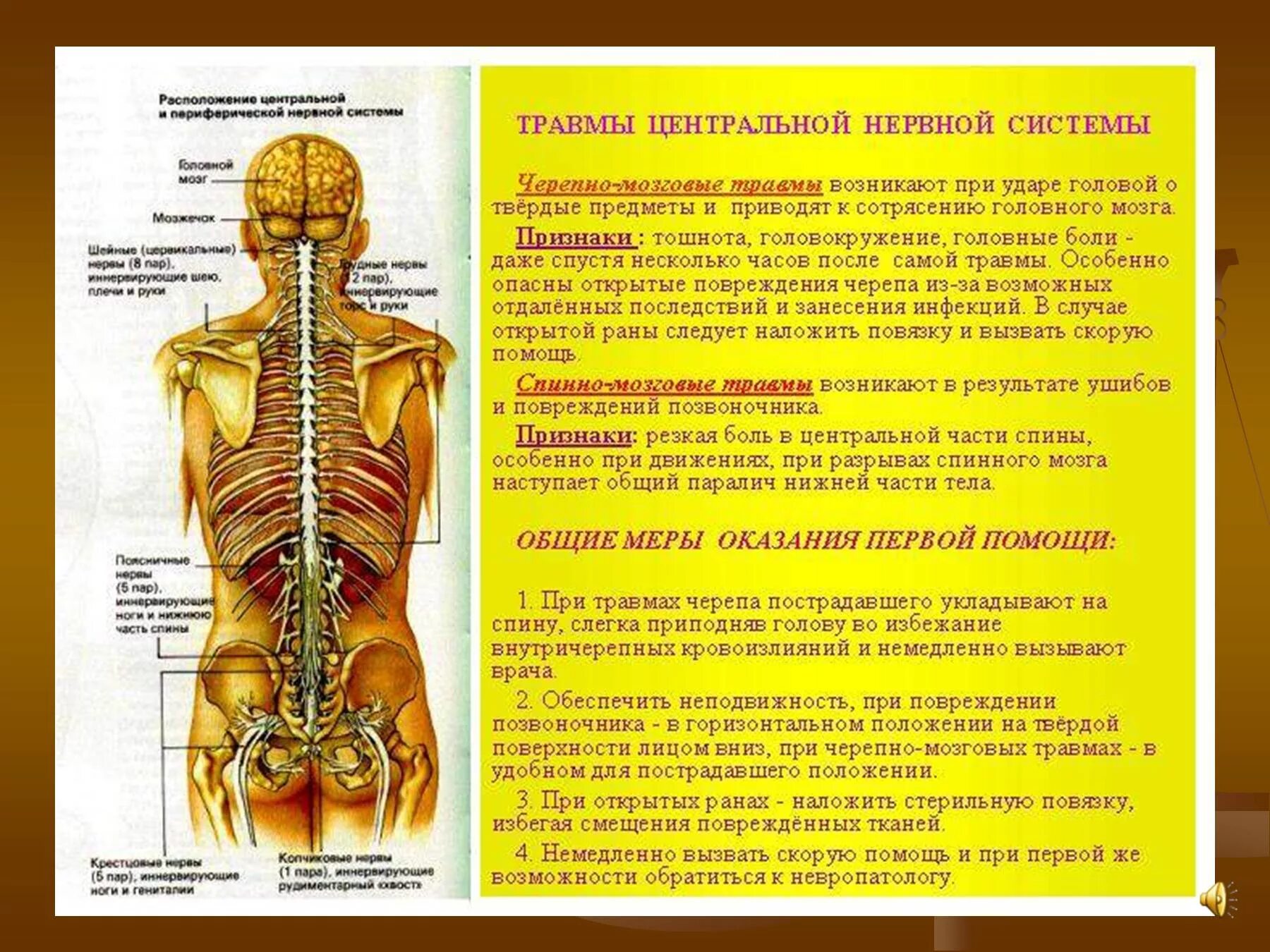 Профилактика травм ЦНС И их осложнений. Травмы центральной и периферической нервной системы. Травмы ЦНС неврология. Травма периферической нервной системы