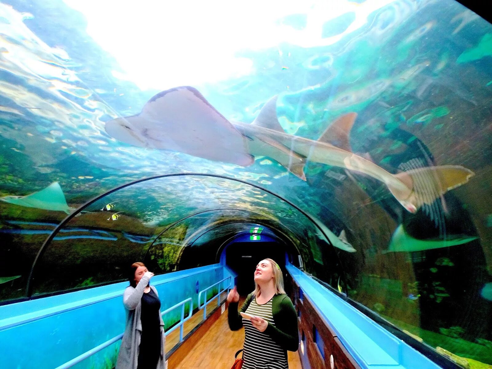 Отзыв sea life. Сиднейский аквариум морская жизнь. Аквариум си лайф Сидней. Дарлинг Харбор аквариум. Сиднейский океанариум стекло.