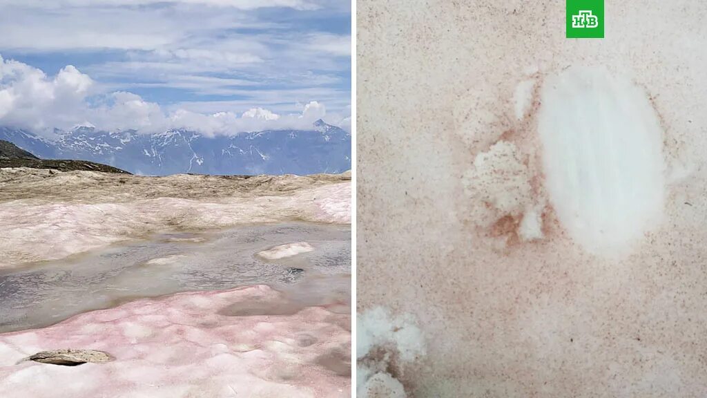 Розовый снег в Хибинах. Розовый снег в Гренландии. Кровавый снег в Альпах. Розовый снег в Антарктиде. Выпал розовый снег