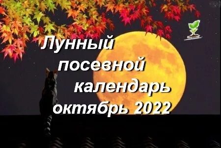 31 октября лунный день