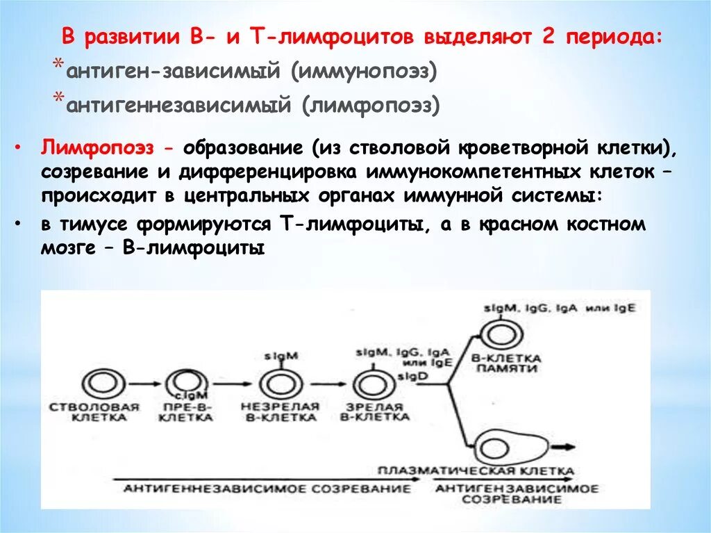 Созревание лимфоцитов происходит иммунной системы. Стадии развития лимфоцитов. Иммунопоэз т лимфоцитов. Этапы дифференцировки в лимфоцитов. Т клетки образуются