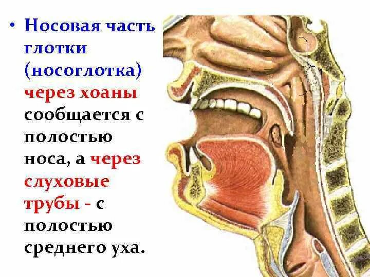 Содержимое носоглотки