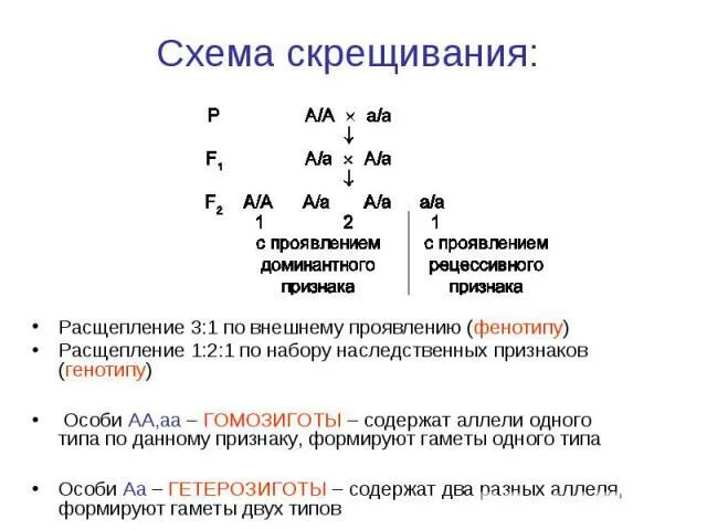 Каков генотип особи аа. Расщепление по фенотипу 1 1 1 1. Гомозигота по рецессивному признаку. Скрещивание по одной паре признаков. Расщепление по генотипу и фенотипу.