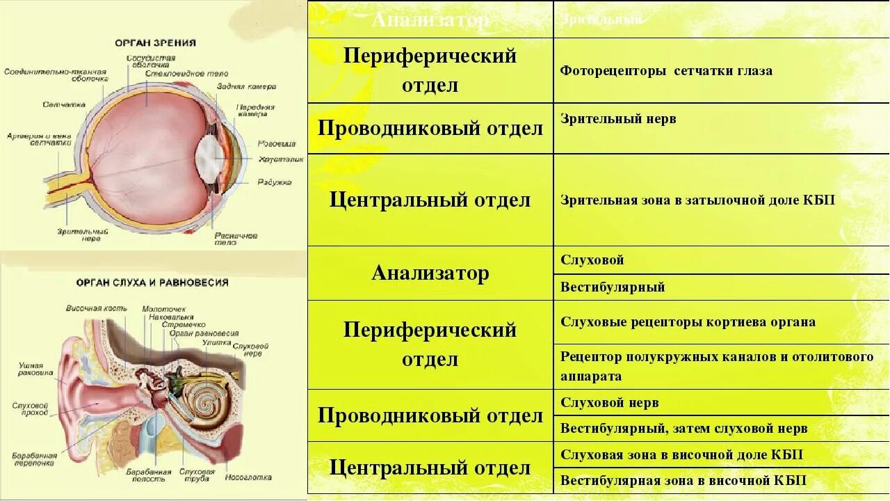 Орган зрения тест 8 класс биология. Центральный и периферический отделы анализатора. Строение периферического отдела зрительного анализатора. Анализаторы слуха периферический отдел. Перефеническмц отдел зрительногт аналила Ора.