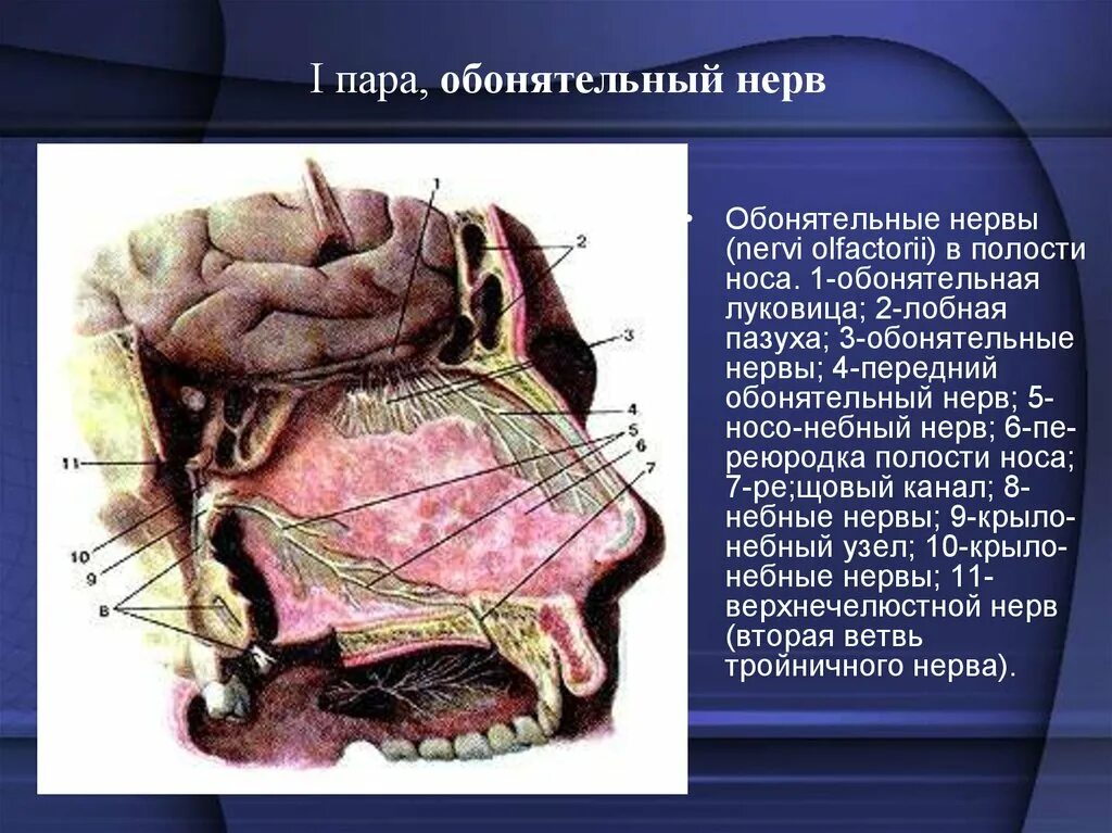 Обонятельный канал. 1 Пара черепных нервов обонятельный нерв. I пара черепных нервов (обонятельный нерв). Черепно мозговые нервы 1 пара обонятельный нерв. Обонятельная луковица и обонятельный нерв.