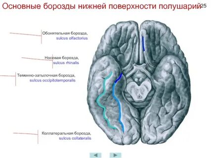 Борозда нижнего