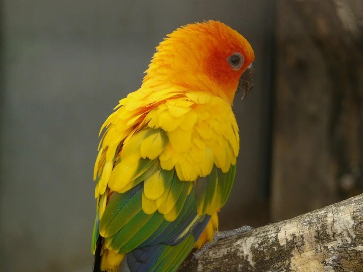 Кто такой попугай. Аратинга оранжевый попугай. Попугай аратинга красный. Попугай Солнечный аратинга. Попугай аратинга желтый.