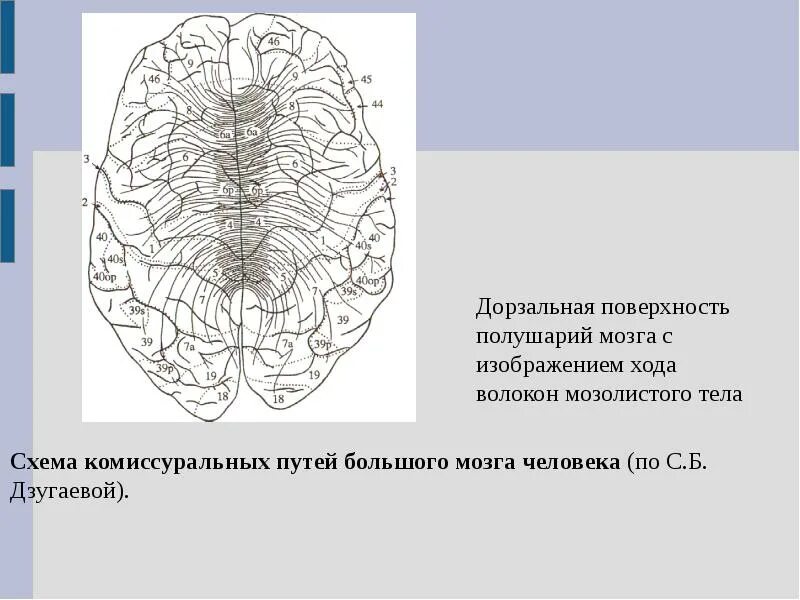 Нижняя поверхность мозга. Поверхности полушарий. Дорзальная поверхность полушарий. Дорзальная поверхность головного мозга. Извилины дорзальной поверхности полушарий.