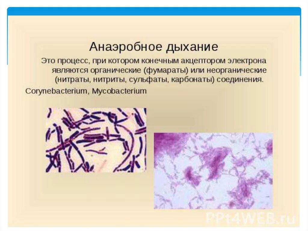 Анаэробное дыхание микроорганизмов. Аэробное и анаэробное дыхание. Процесс анаэробного дыхания. Анаэробное дыхание и аэробное дыхание. Этапы анаэробных организмов