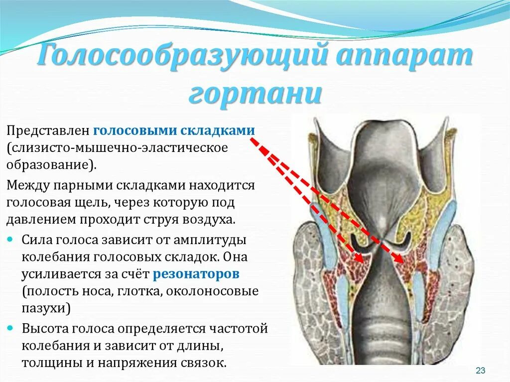 Голосовые функции. Строение гортани голосовые связки. Строение связочного аппарата гортани. Строение голосового аппарата связки. Голосовой аппарат гортани.