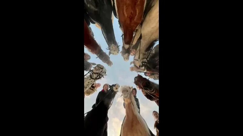 яви нави парк. 8 круг прави. яви нави парк. конь с телегой. яви нави парк.