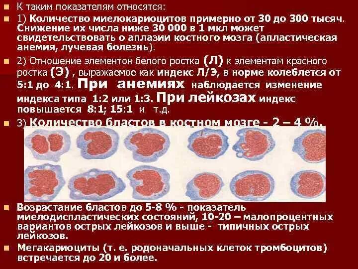 Костный мозг какие заболевания. Нормальная клеточность костного мозга. Нормальные показатели костного мозга. Нормальная миелограмма костного мозга. Плазматические клетки в пунктате костного мозга.