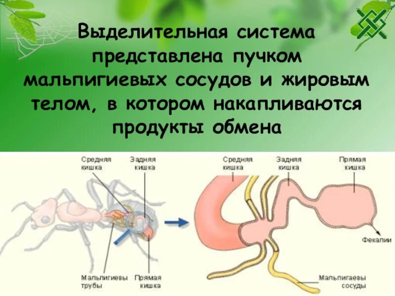 Какой класс имеет мальпигиевы сосуды. Выделительная система мальпигиевы сосуды. Мальпигиевы сосуды это в биологии. Выделительная система представлена мальпигиевыми сосудами. Мальпигиевы сосуды строение.