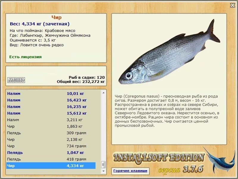 Кета рыба размер. Кета вес одной рыбы максимальный. Сиг средний вес рыба. Сиг рыба вес размер.