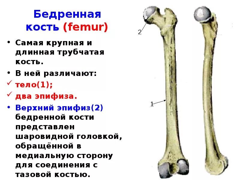 Трубчатая бедренная