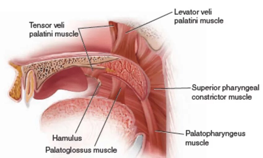 Tensor veli. Musculus tensor veli palatini иннервация.