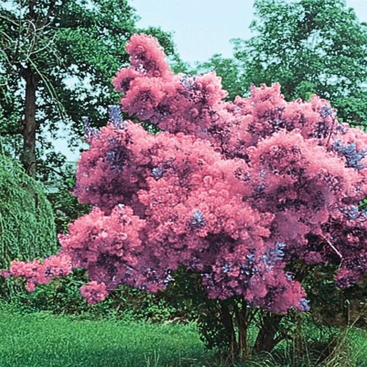 Скумпия кожевенная (cotinus coggygria `royal purple`). Скумпия (париковое дерево) кожевенная. Скумпия кожевенная cotinus coggygria. Скумпия кожевенная cotinus coggygria. Скумпия аптекарский огород.