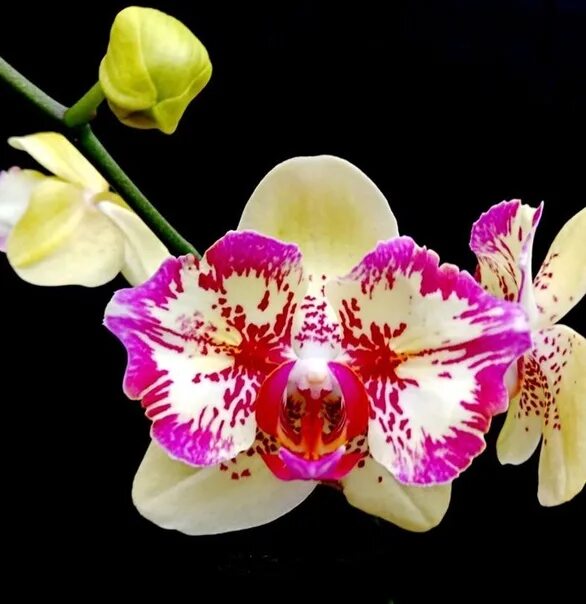 Орхидея микки фото Phal. I-Hsin Spot leopardo pelórico Beautiful flowers pictures, Beautiful flower