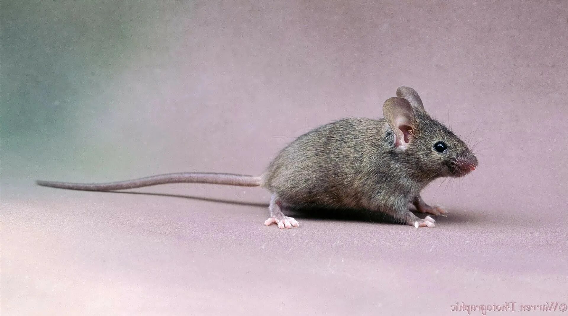 Мышь 9 букв. Mus musculus домовая мышь. домовая мышь агути. домовая мышь mus musculus linnaeus. серая мышь.